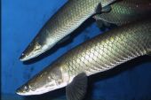 large adult female aquatic vertebrate 2013 10 14